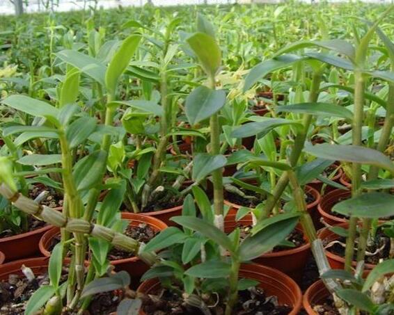 金茂生物研發基地 石斛吊蘭種植基地新資訊與產品服務全覽